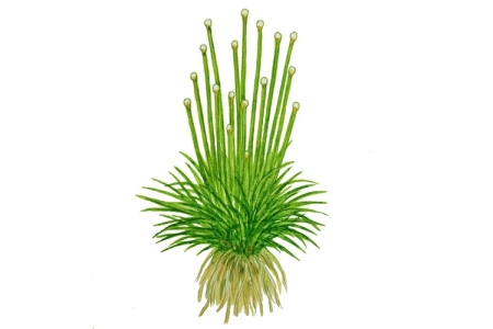 Preview: Eriocaulon cinereum 1-2-Grow! Preview: Eriocaulon cinereum 1-2-Grow!